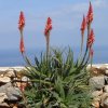 Aloe arborenses
